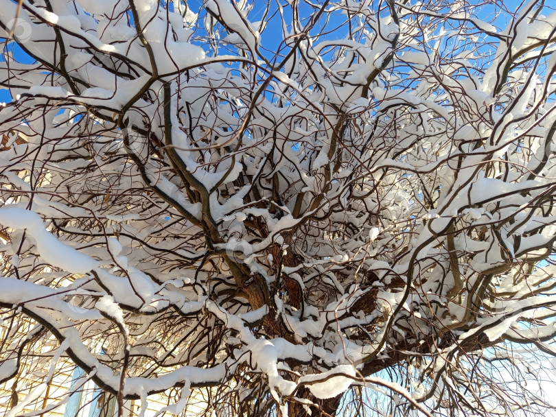 Скачать Ива извилистая в снегу крупным планом. Зимний день на Южном Урале, Россия фотосток Ozero