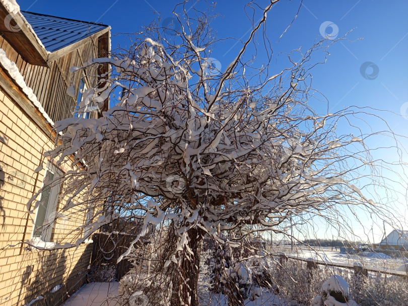 Скачать Зимний палисадник на Южном Урале: ива в снегу у желтого кирпичного дома фотосток Ozero