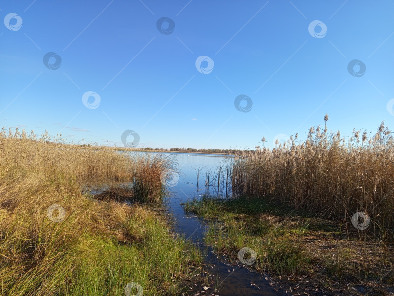 Скачать Камыши у реки с лебедями в осенний день. Южный Урал, Россия. фотосток Ozero