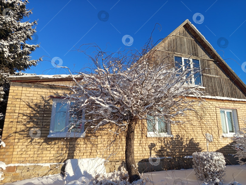 Скачать Зимний день на Южном Урале: ива в снегу у желтого кирпичного дома фотосток Ozero