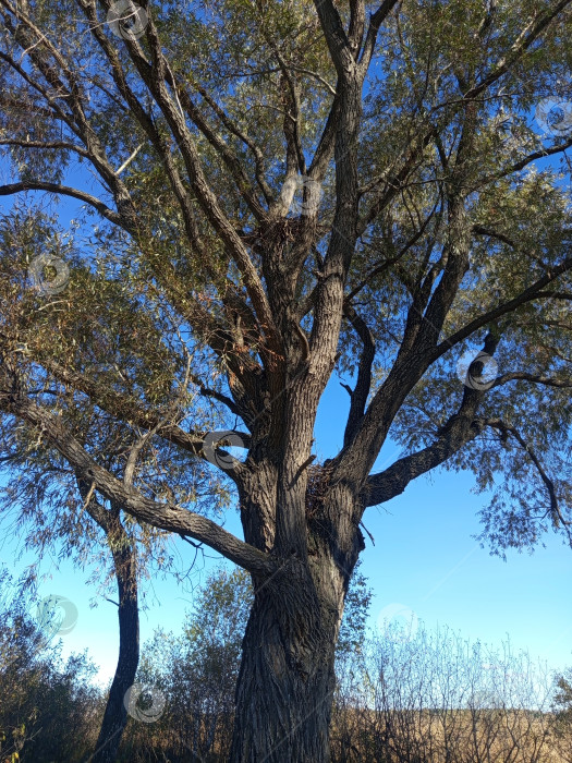 Скачать Ива у реки с камышами в осенний день. Южный Урал, Россия фотосток Ozero