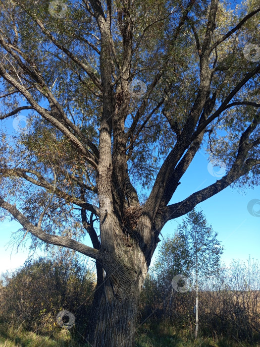 Скачать Ива у реки с камышами в осенний день. Южный Урал, Россия фотосток Ozero