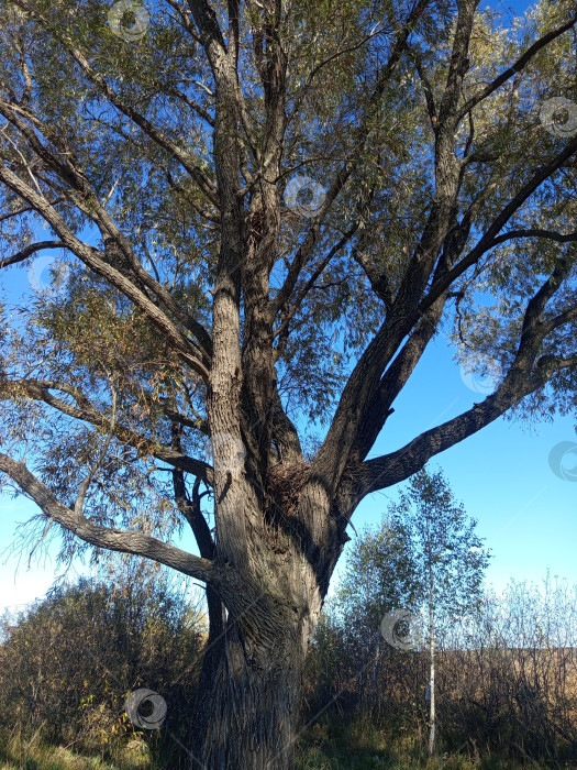 Скачать Ива у реки с камышами в осенний день. Южный Урал, Россия фотосток Ozero