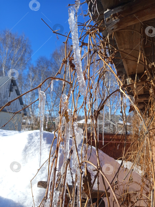 Скачать Сосульки на ветках девичьего винограда у крыши сарая. Солнечный день, Южный Урал, Россия фотосток Ozero