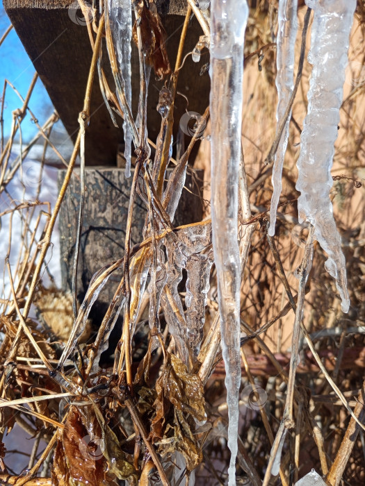 Скачать Сосульки на ветках девичьего винограда у крыши сарая. Солнечный день, Южный Урал, Россия фотосток Ozero