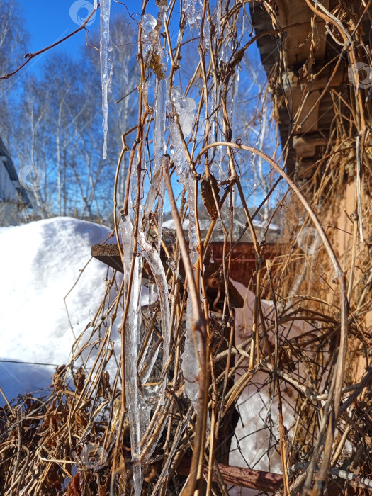 Скачать Сосульки на ветках девичьего винограда у крыши сарая. Солнечный день, Южный Урал, Россия фотосток Ozero