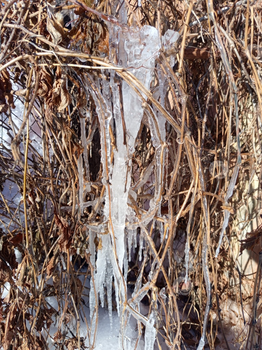 Скачать Сосульки на сухих ветках девичьего винограда. Солнечный день, Южный Урал, Россия фотосток Ozero