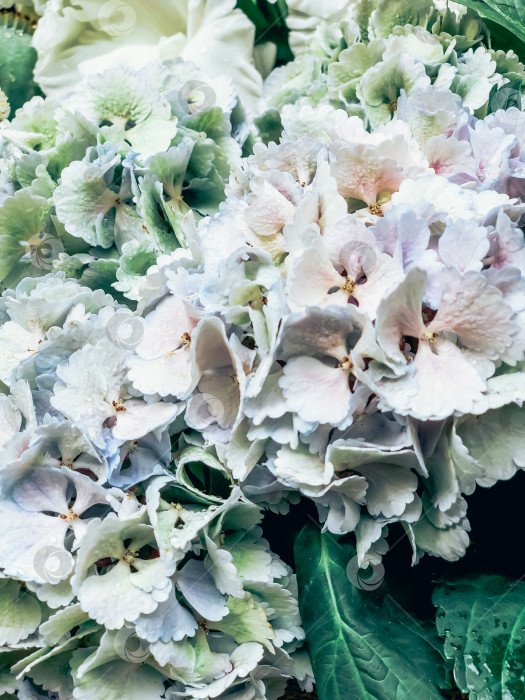 Скачать Цветы гортензии на французском рынке фотосток Ozero