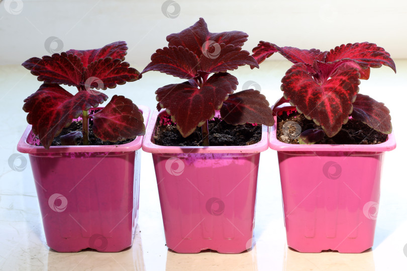 Скачать три красных колеуса, посаженных из семян, растущих в пластиковых стаканчиках фотосток Ozero