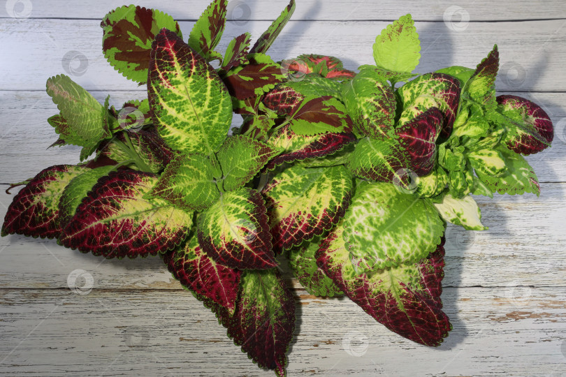 Скачать трехцветный колеус, подготовленный для черенкования на столе фотосток Ozero