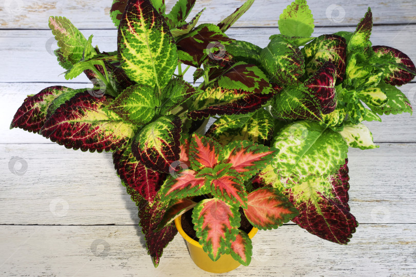 Скачать Два сорта декоративных колеусов подготовлены для посадки на клумбе фотосток Ozero