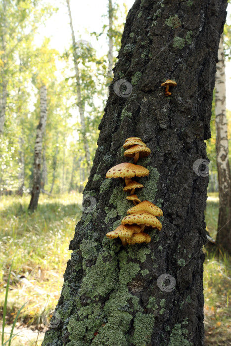 Скачать ложные опята (лат.Hypholoma) растут на старой березе, покрытой мхом фотосток Ozero