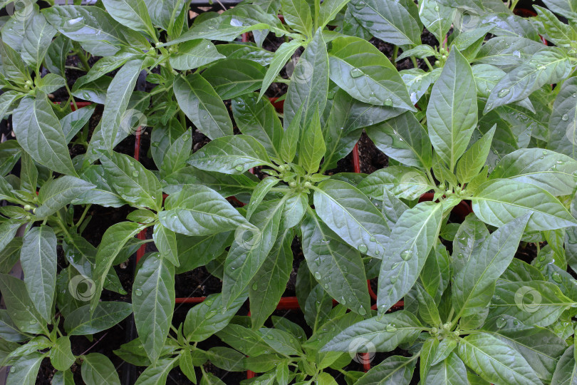 Скачать рассада перца с бутонами и каплями воды после полива растений фотосток Ozero