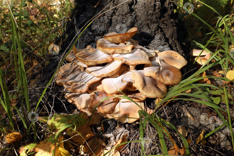 Скачать настоящие опята (лат. Armillaria mellea), покрытые белой плесенью, растут в траве под березой фотосток Ozero