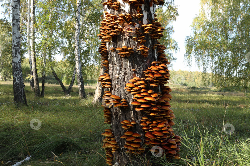 Скачать В солнечный летний день на старой березе вырастают ярко-желтые ложные опята (лат. Hypholoma). фотосток Ozero