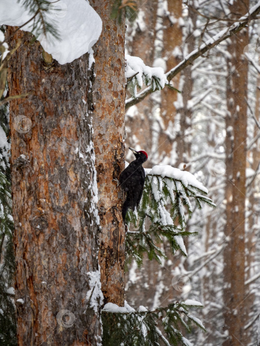 Скачать На фоне зимнего леса изображен черный дятел. Черный дятел сидит на сухом стволе дерева и добывает себе пищу. На заднем плане видны заснеженные хвойные деревья. фотосток Ozero