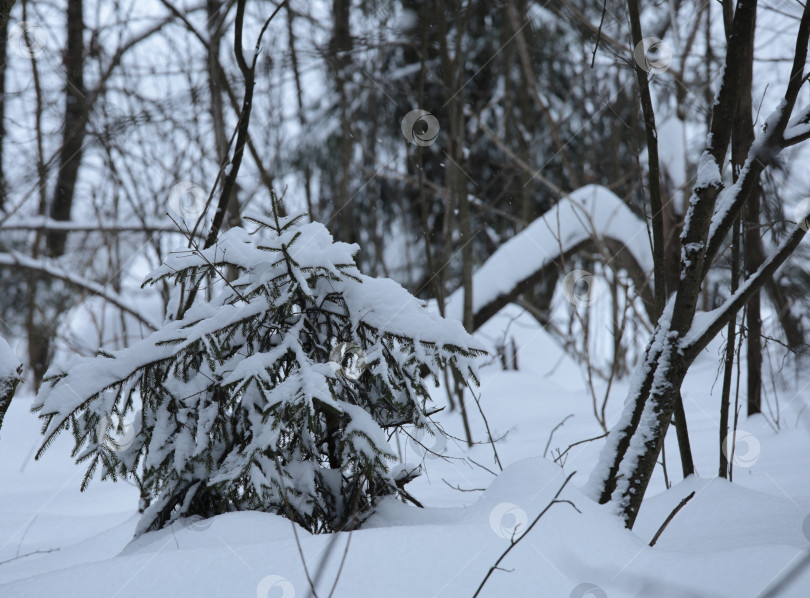 Скачать Елочка под снегом фотосток Ozero