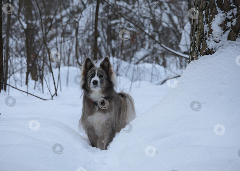 Скачать Фото лайки зимой фотосток Ozero