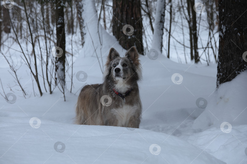 Скачать зима и собака фотосток Ozero