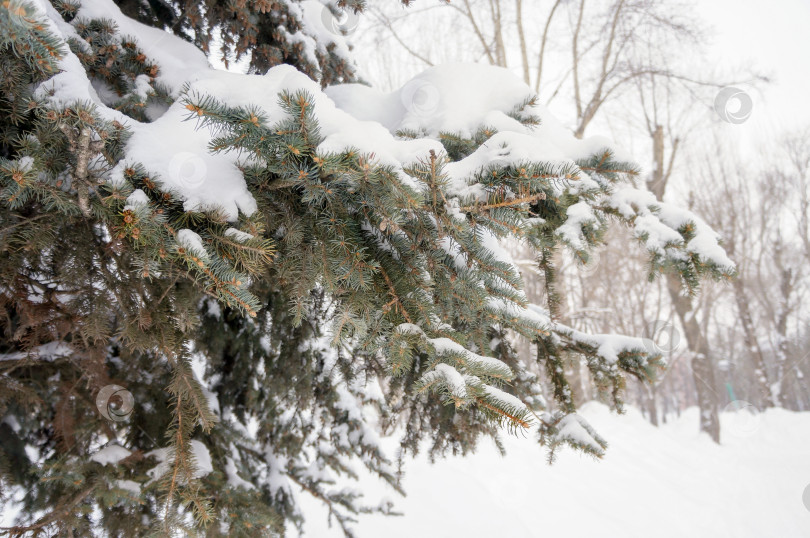 Скачать Заснеженная ветка ели фотосток Ozero