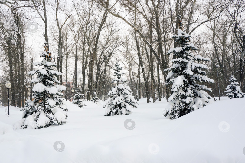 Скачать Ели в парке фотосток Ozero