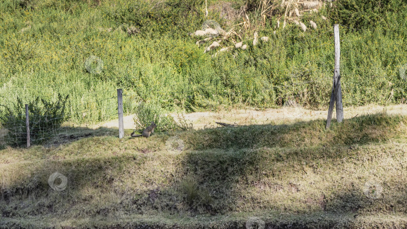 Скачать Удивительное животное-вискача на зеленой траве. фотосток Ozero