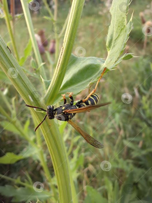 Скачать Оса фотосток Ozero