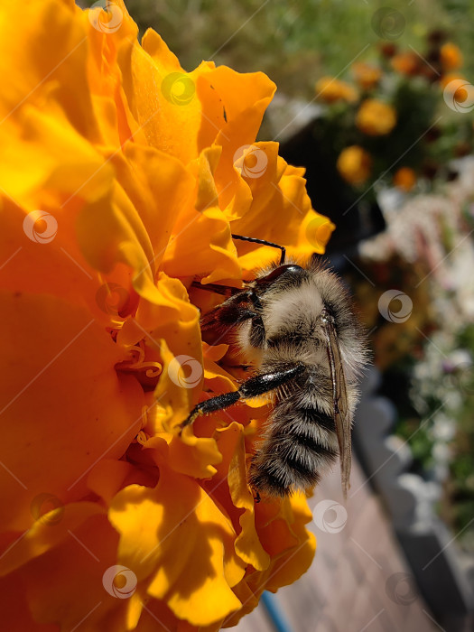Скачать Пчела фотосток Ozero