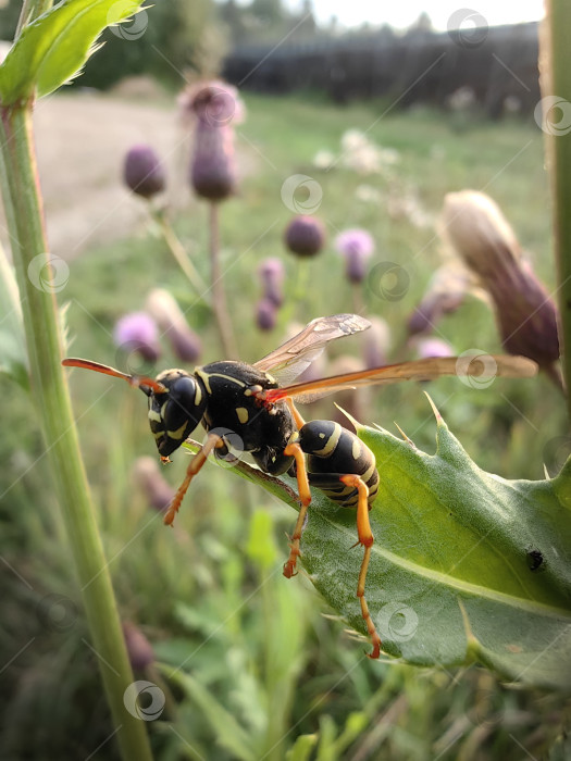 Скачать Оса фотосток Ozero