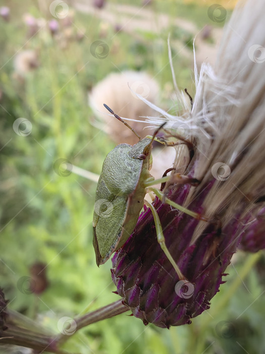 Скачать Клоп фотосток Ozero