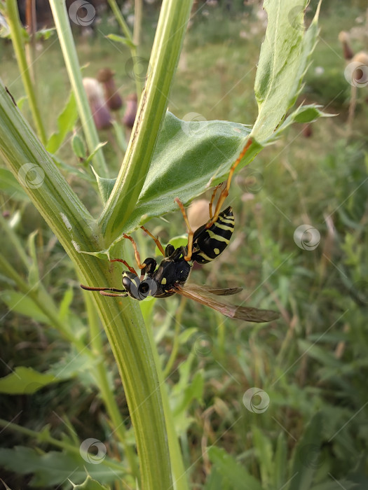 Скачать Оса фотосток Ozero