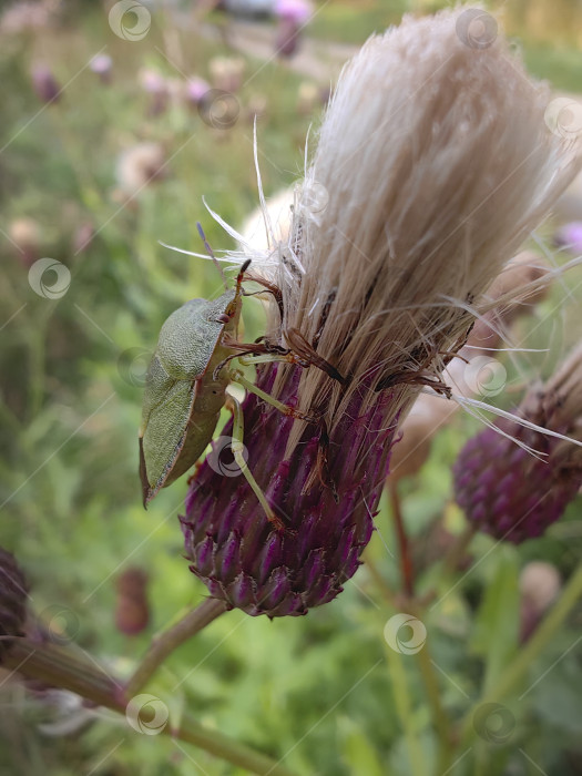 Скачать Клоп фотосток Ozero