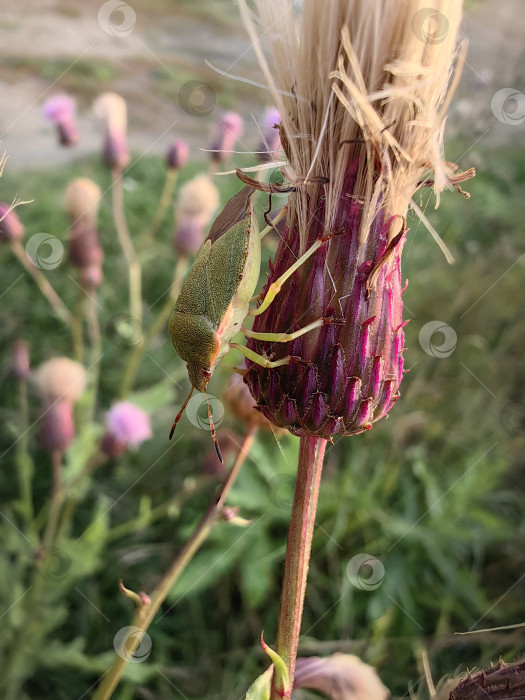 Скачать Клоп фотосток Ozero