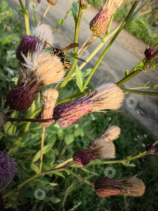 Скачать Оса фотосток Ozero