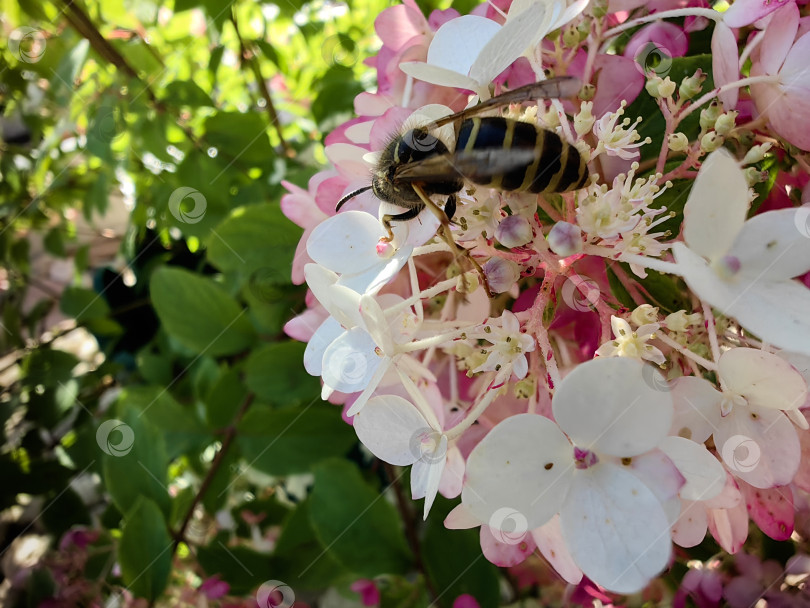 Скачать Оса фотосток Ozero