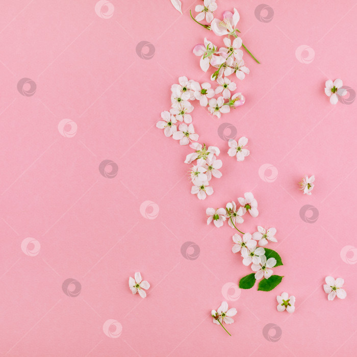 Скачать Узор из распускающихся цветов белой весенней вишни фотосток Ozero