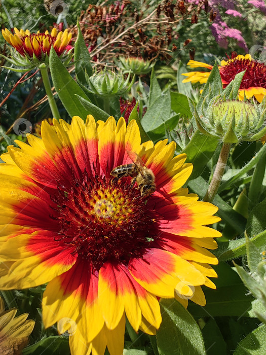 Скачать Пчела фотосток Ozero