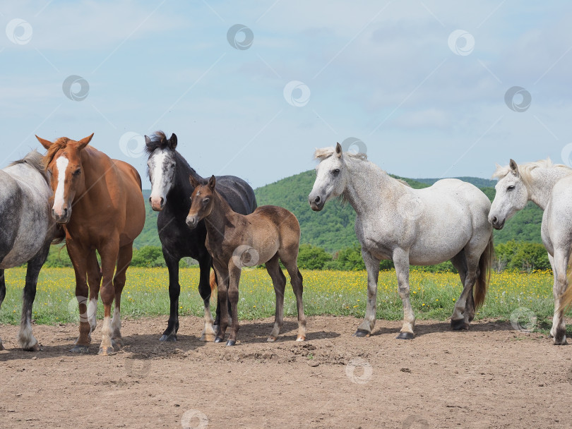 Скачать Лошади на пастбище. Лошади на пастбище. Сахалин. Сахалин. (марка) фотосток Ozero