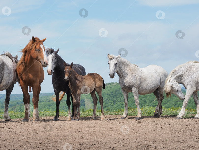Скачать Лошади на пастбище. Лошади на пастбище. Сахалин. Сахалин. (марка) фотосток Ozero
