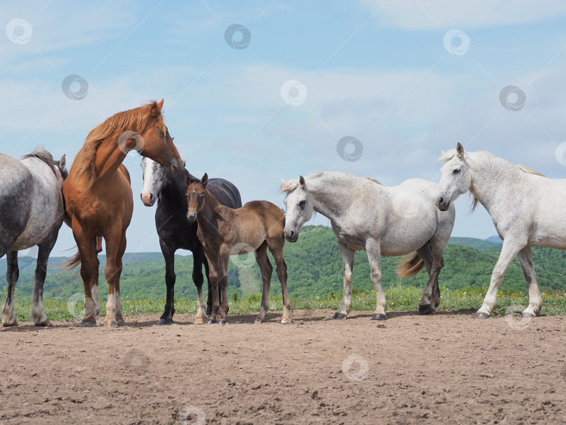 Скачать Лошади на пастбище. Лошади на пастбище. Сахалин. Сахалин. (марка) фотосток Ozero