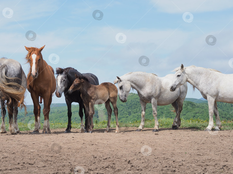 Скачать Лошади на пастбище. Лошади на пастбище. Сахалин. Сахалин. (марка) фотосток Ozero