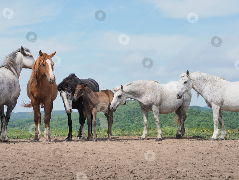 Скачать Лошади на пастбище. Лошади на пастбище. Сахалин. Сахалин. (марка) фотосток Ozero