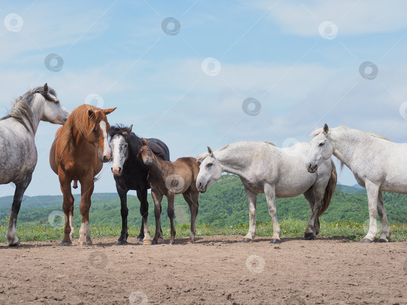Скачать Лошади на пастбище. Лошади на пастбище. Сахалин. Сахалин. (марка) фотосток Ozero