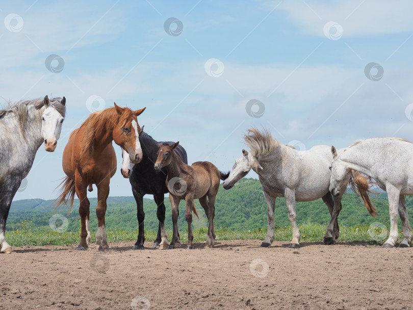 Скачать Лошади на пастбище. Лошади на пастбище. Сахалин. Сахалин. (марка) фотосток Ozero