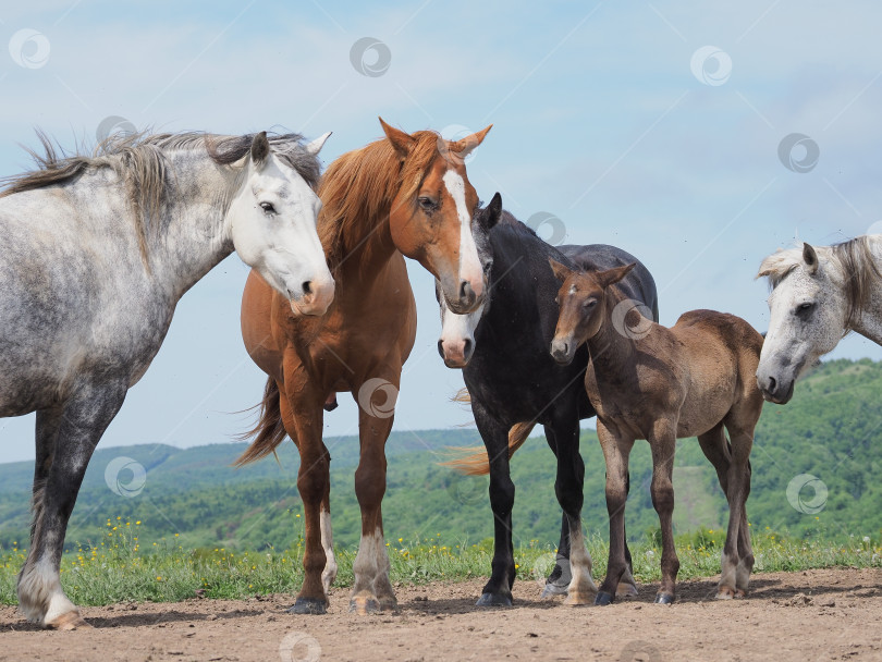 Скачать Лошади на пастбище. Лошади на пастбище. Сахалин. Сахалин. (марка) фотосток Ozero