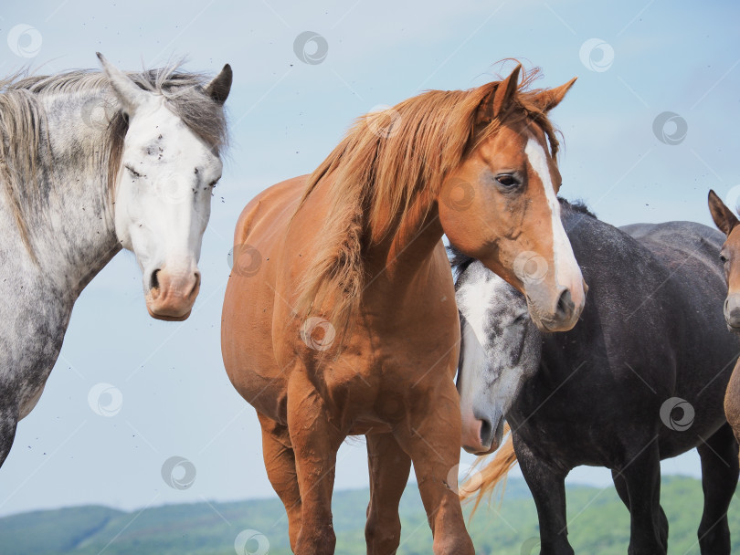 Скачать Лошади на пастбище. Лошади на пастбище. Сахалин. Сахалин. (марка) фотосток Ozero