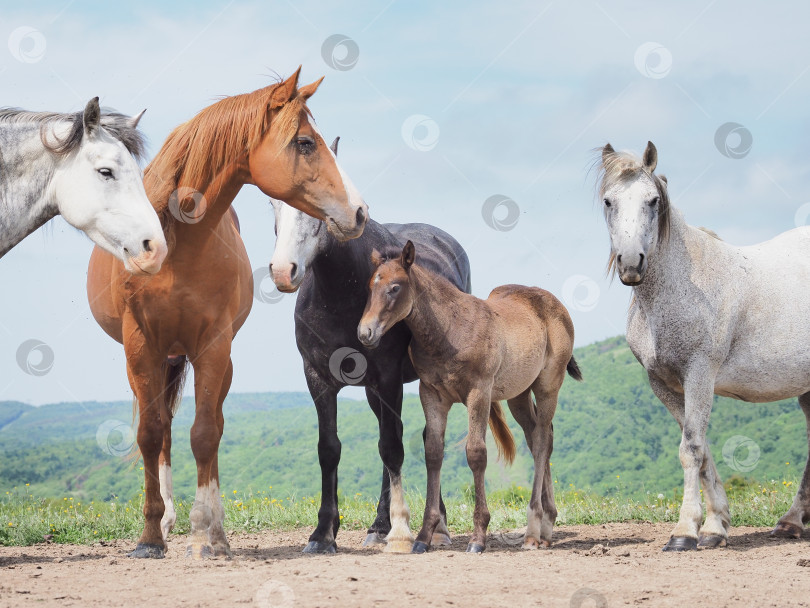 Скачать Лошади на пастбище. Лошади на пастбище. Сахалин. Сахалин. (марка) фотосток Ozero