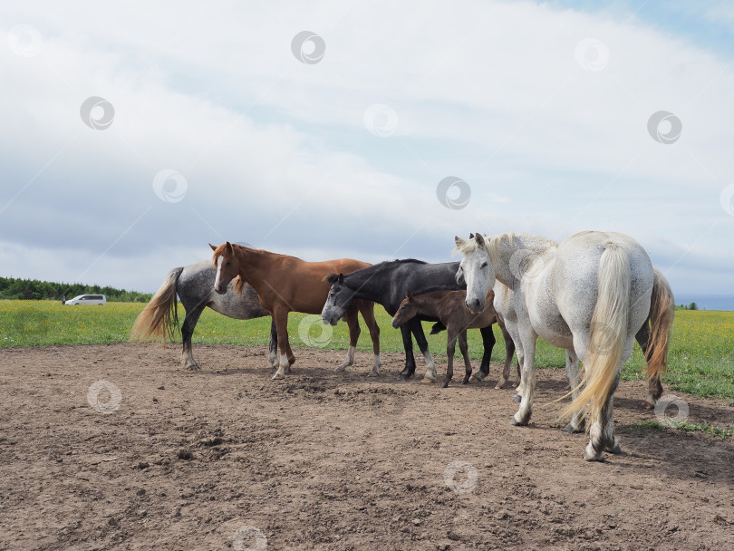 Скачать Лошади на пастбище. Лошади на пастбище. Сахалин. Сахалин. (марка) фотосток Ozero