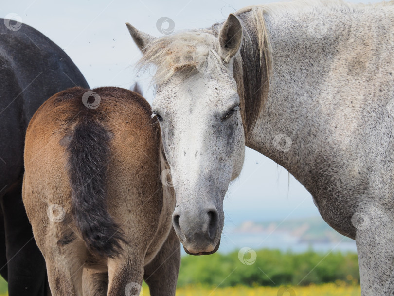 Скачать Лошади на пастбище. Лошади на пастбище. Сахалин. Сахалин. (марка) фотосток Ozero