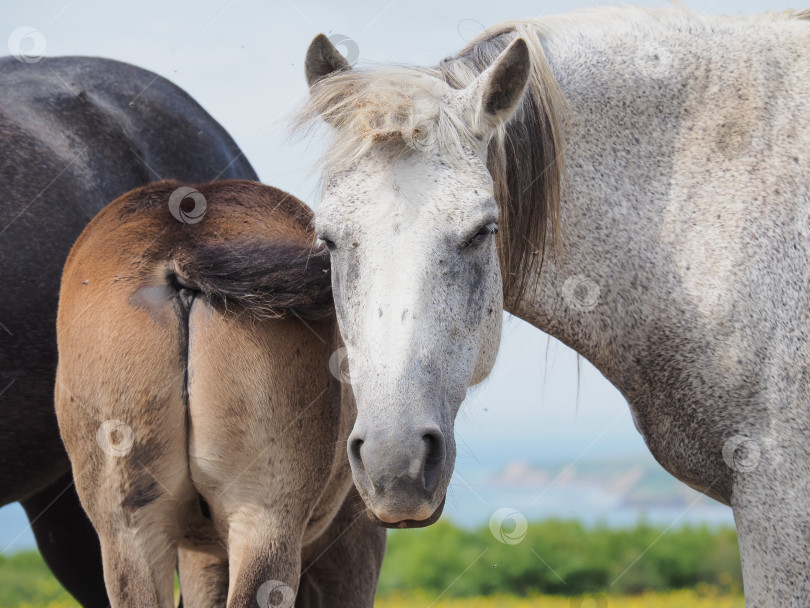 Скачать Лошади на пастбище. Лошади на пастбище. Сахалин. Сахалин. (марка) фотосток Ozero